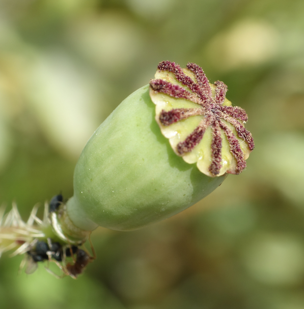 Le grand coquelicot de la fleur au fruit Planet Vie